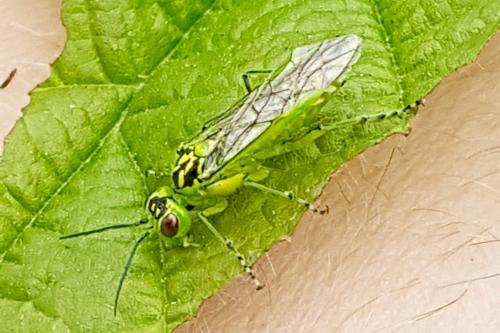 Réf. 235 321 : Rhogogaster chlorosoma